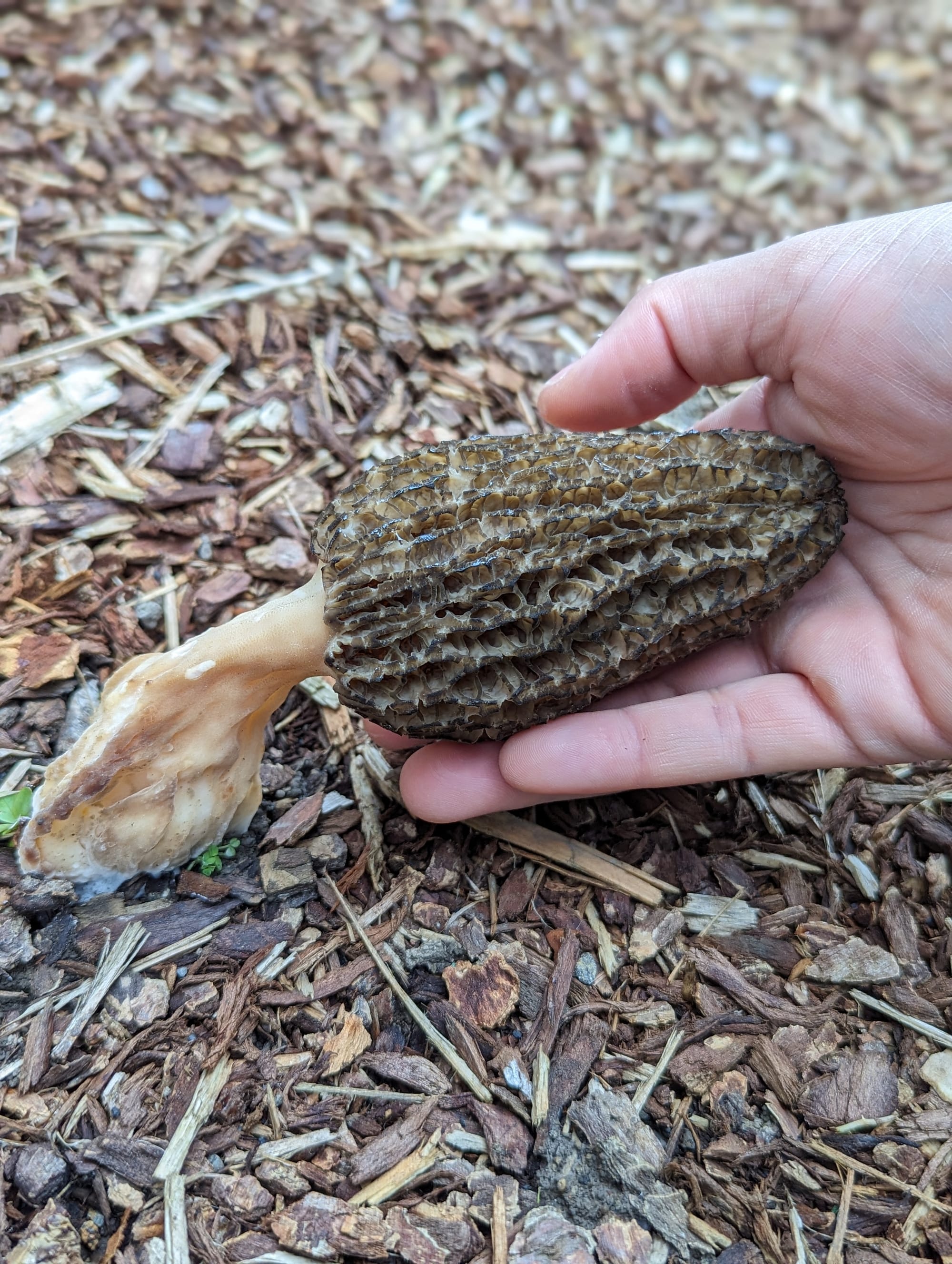 A hand touching a large landscape morel growing in mulch