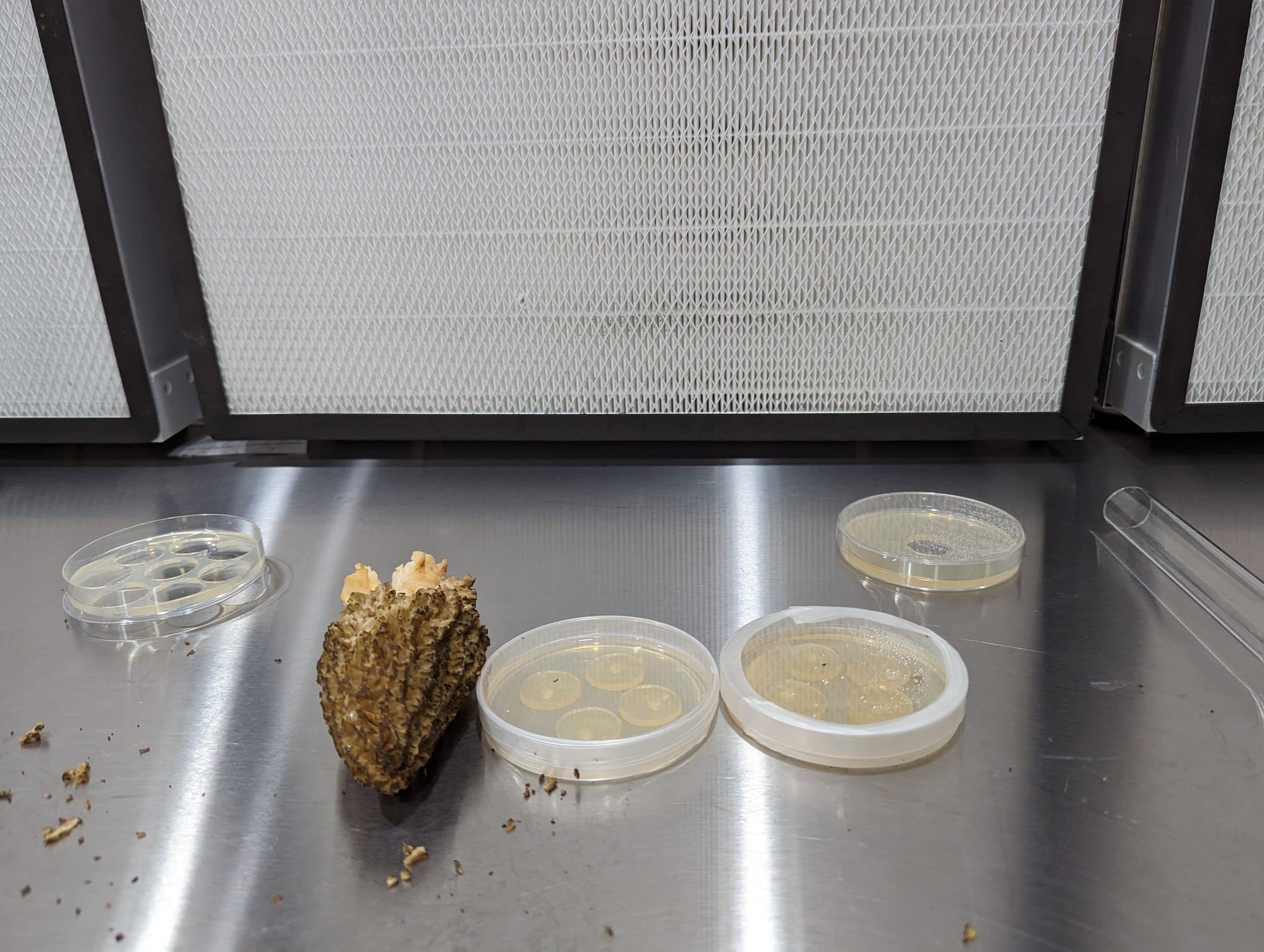 A landscape morel on a stainless steel table with four petri dishes filled with agar media and a laminar flow hood in the background