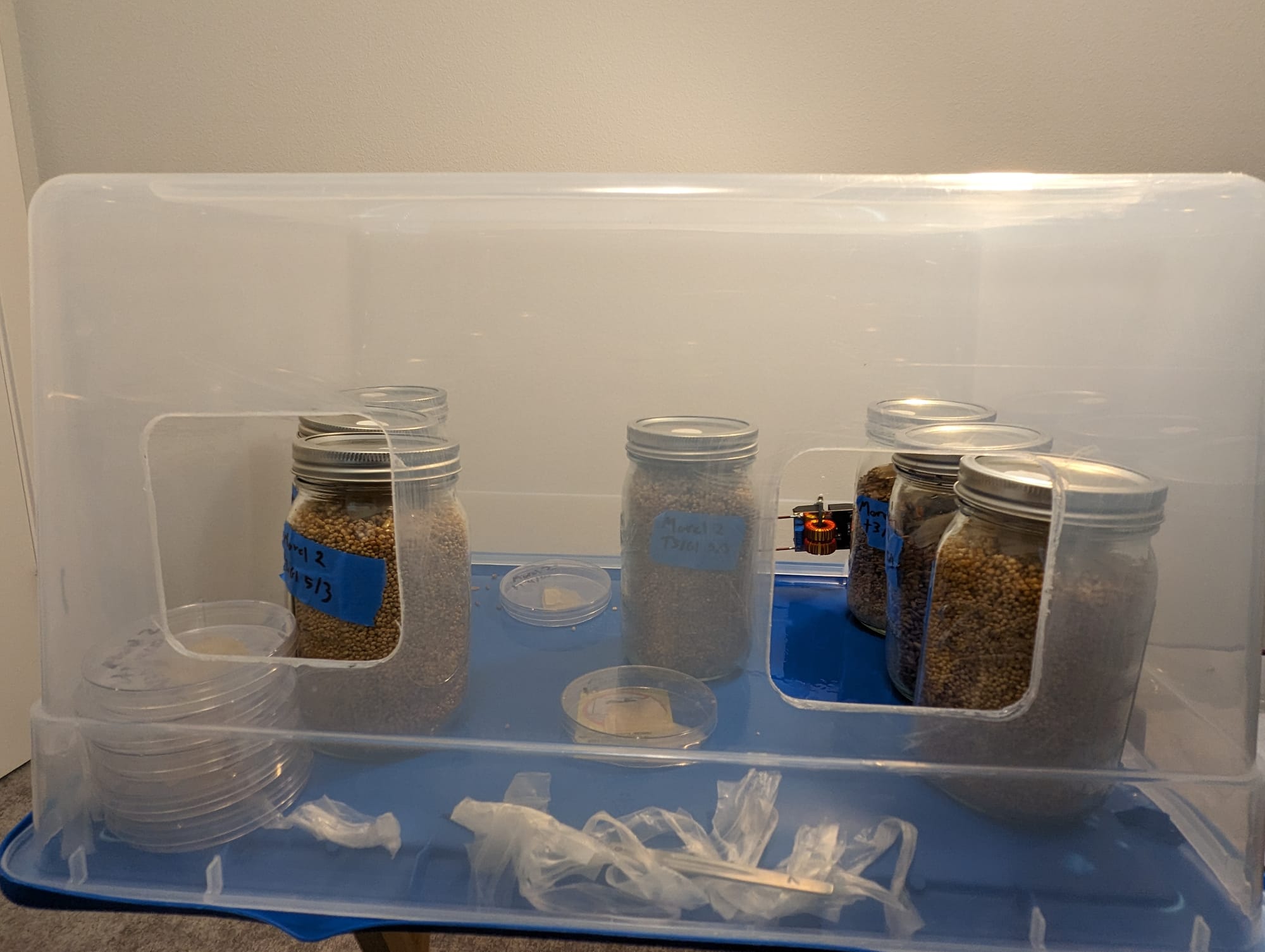 A still air box with several mason jars filled with grain spawn and several petri dishes stacked on top of each other