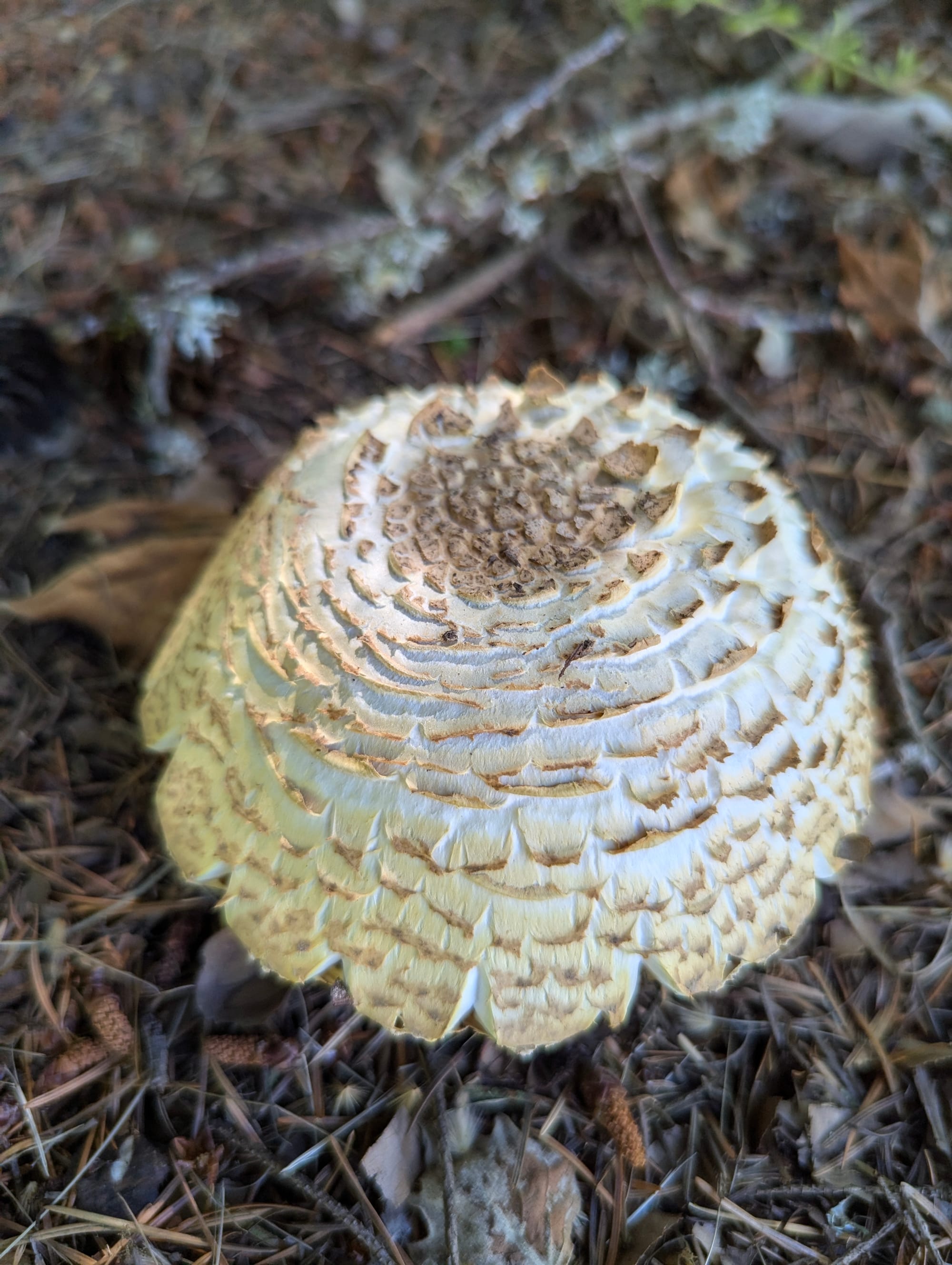 Agaricus augustus growing in the ground