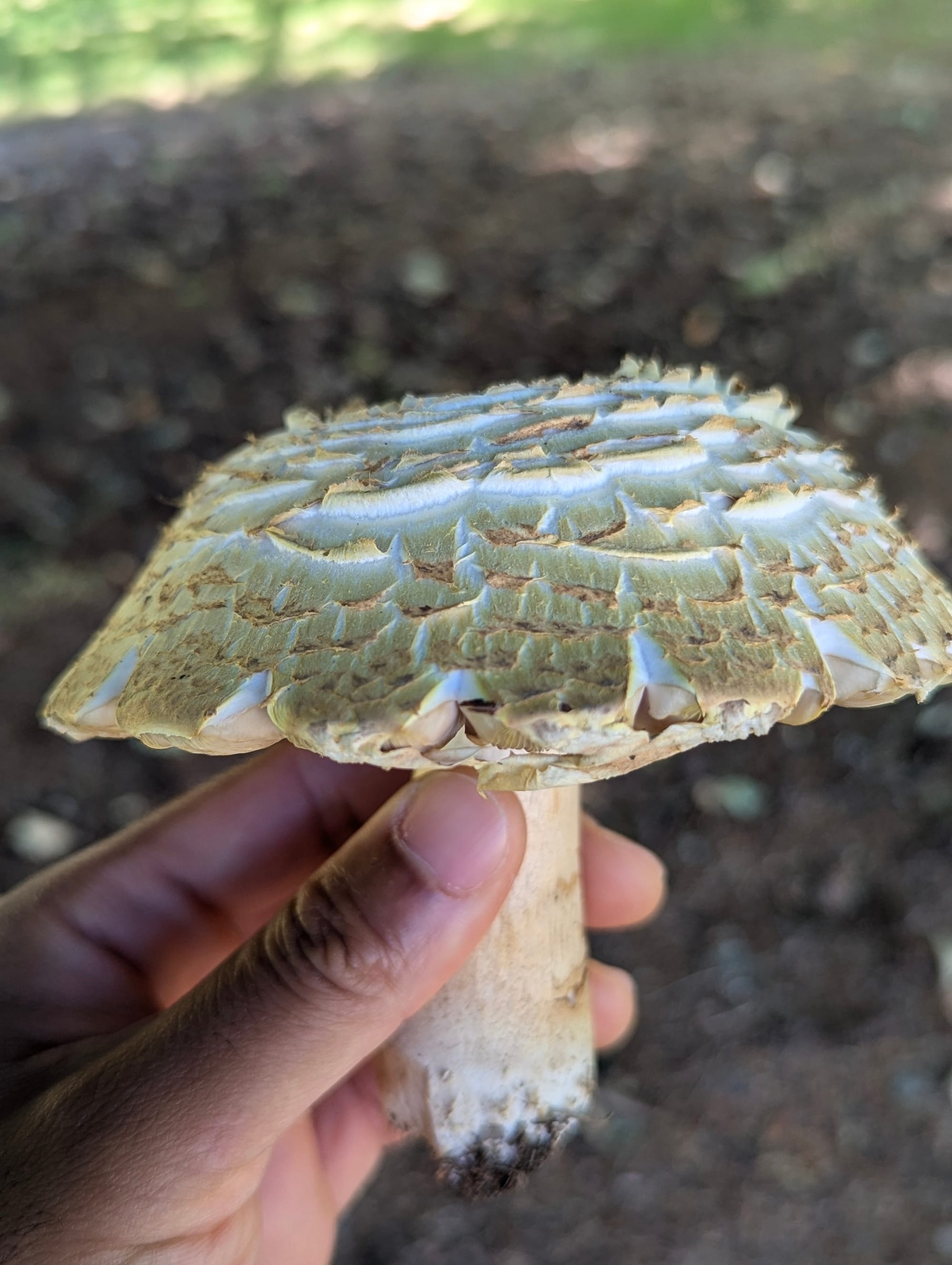 A hand holding an Agaricus augustus mushroom viewed from the side