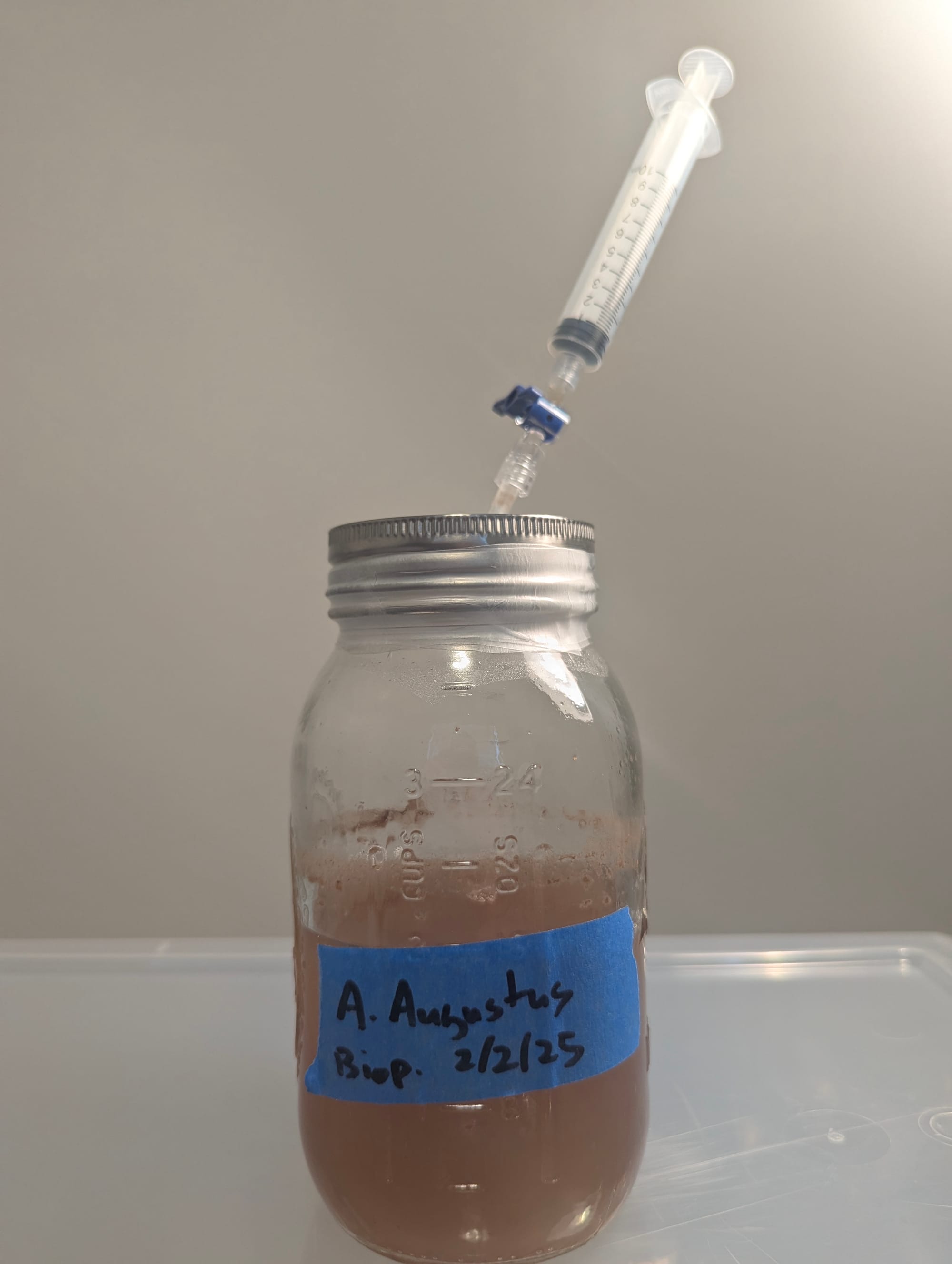 Agaricus augustus liquid culture inside a mason jar