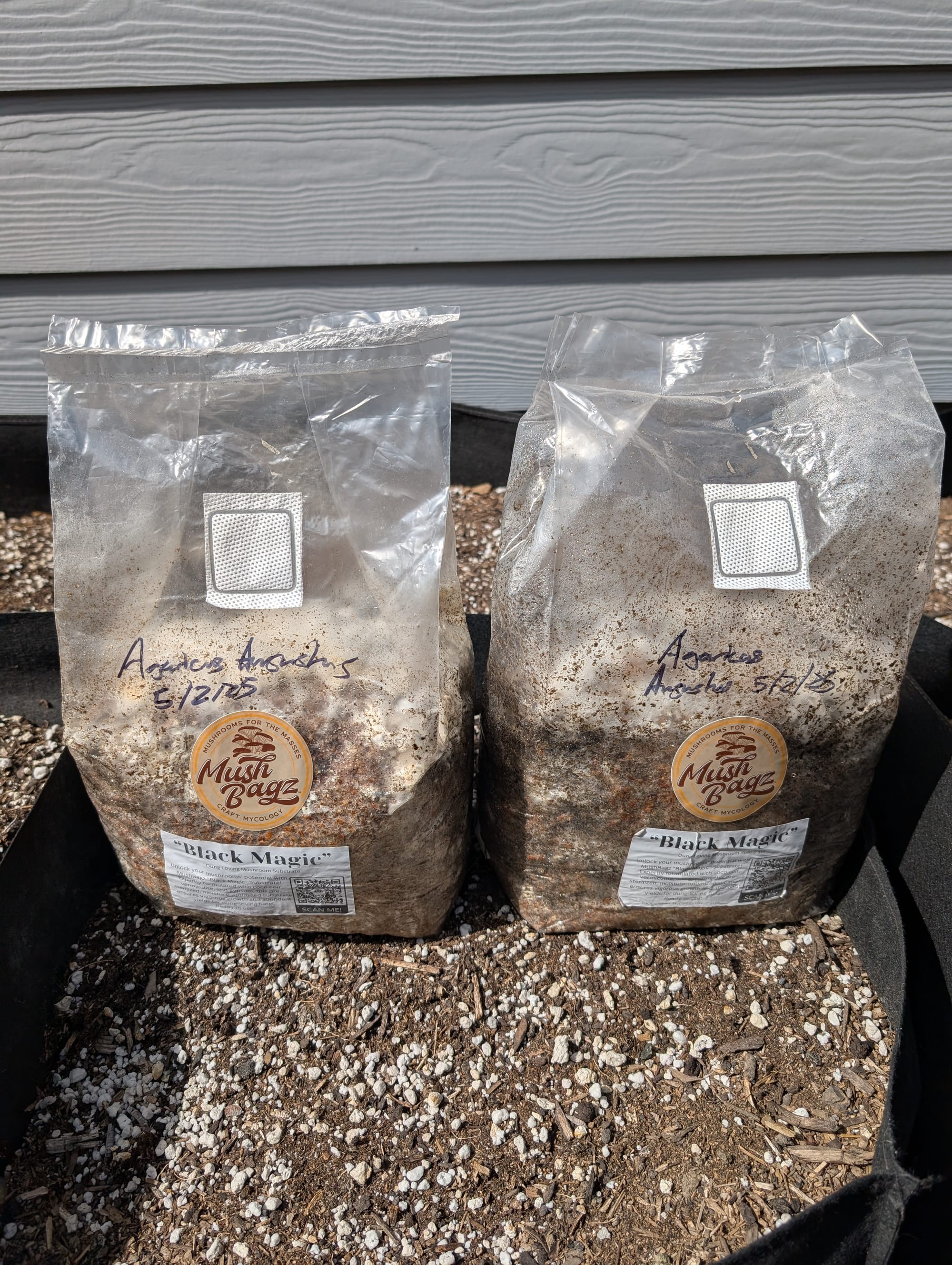 Two bags of mushroom spawn outdoors sitting on top of a partially filled raised bed