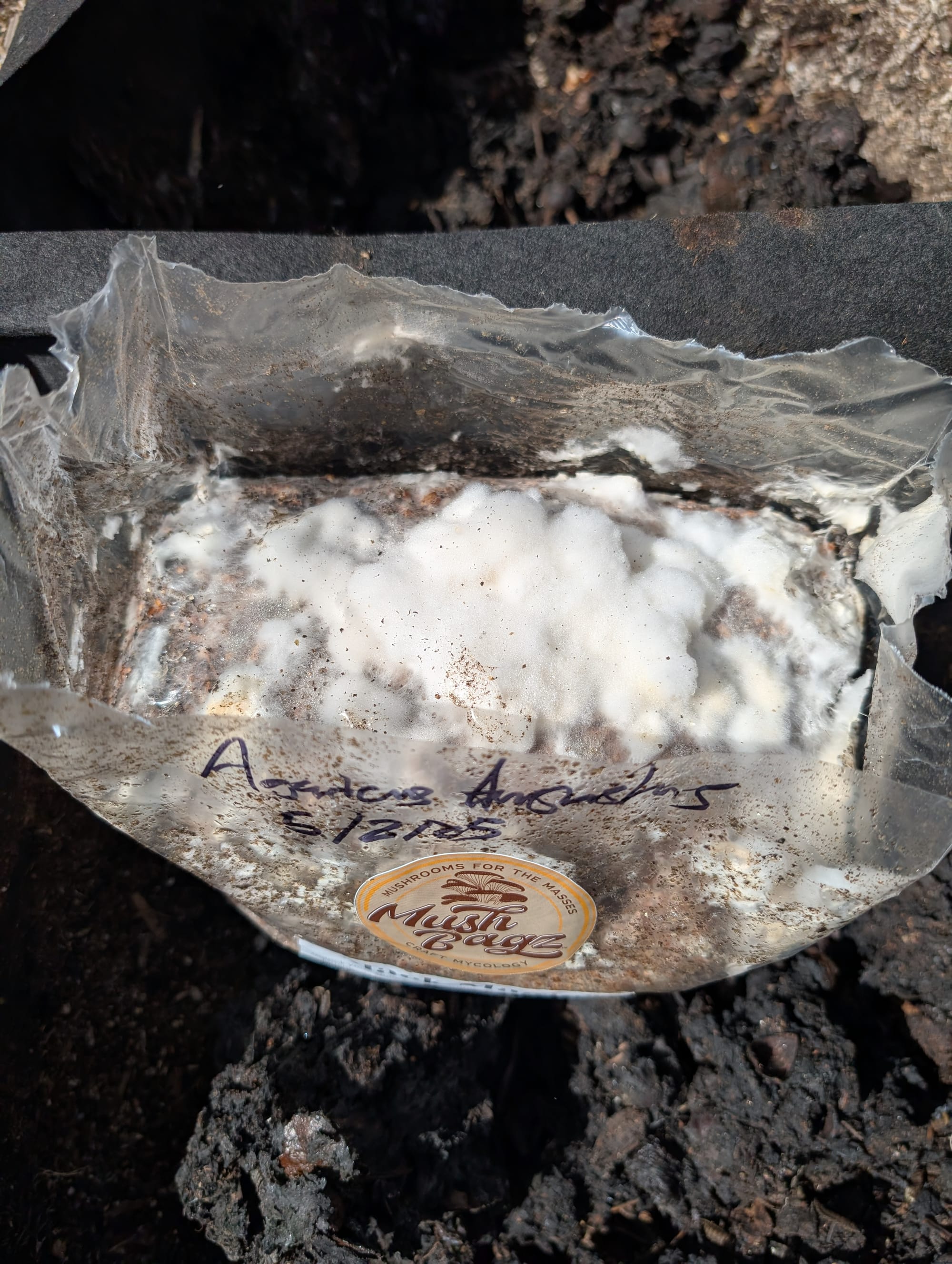 An opened bag of mushroom spawn on top of soil