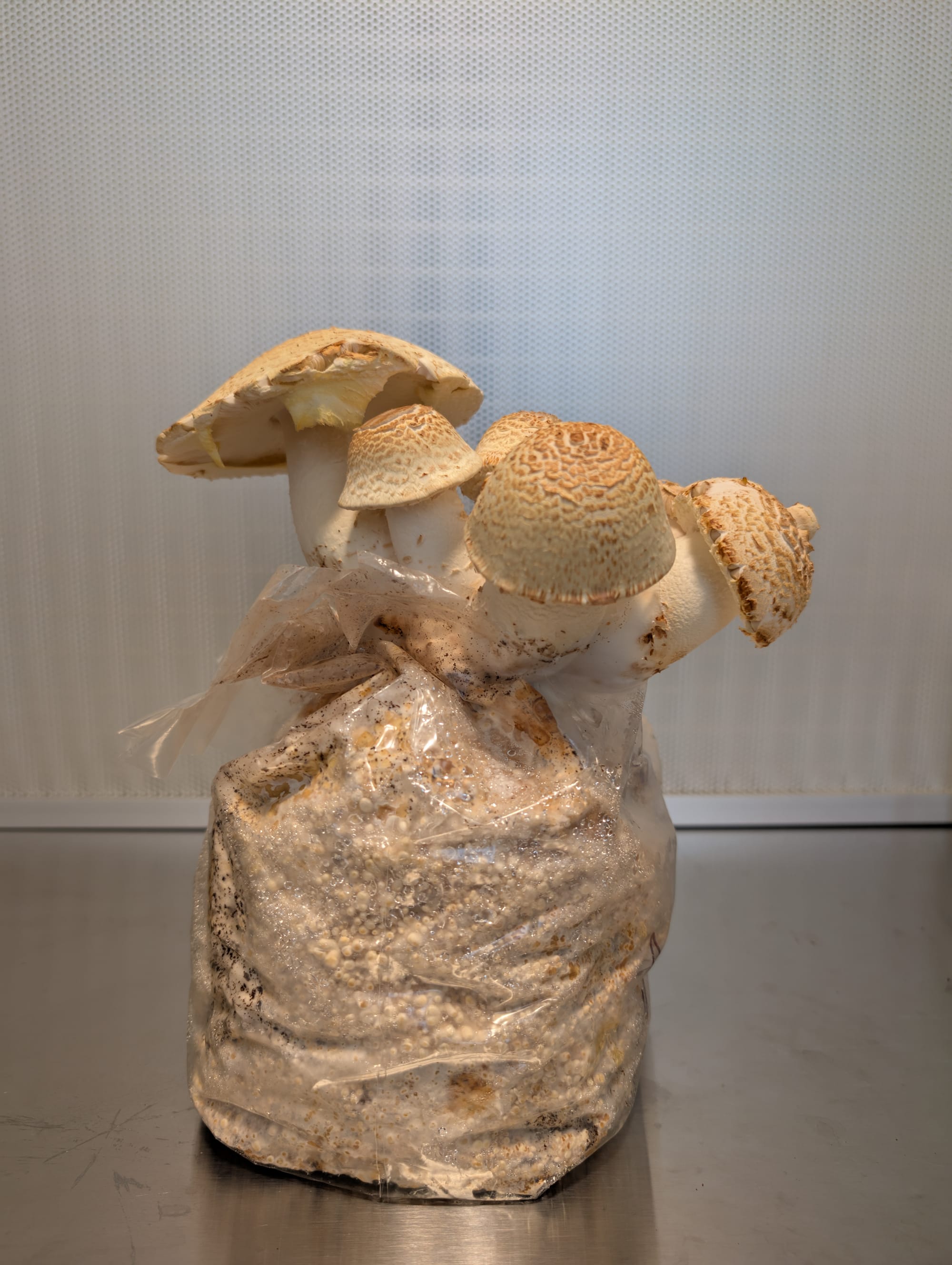 Cultivated Agaricus augustus mushroom flush coming out of a bag