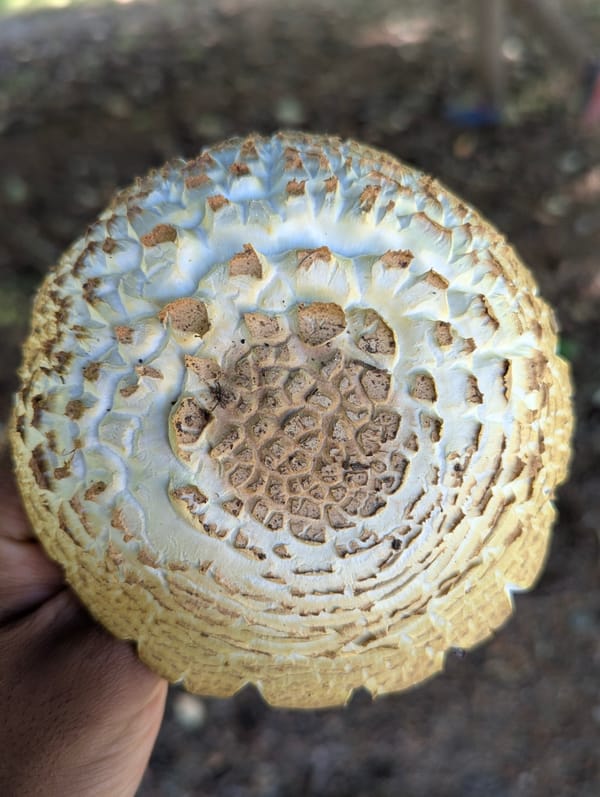A hand holding an Agaricus augustus mushroom looking down at the mushroom cap from above